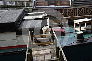 Houseboats in Amsterdam. Netherlands.