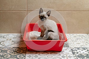 Housebroken siamese kitten sitting in cat`s toilet or kitty litter box