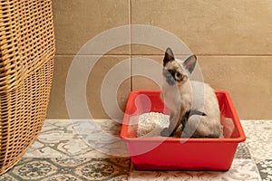 Housebroken siamese kitten sitting in cat`s toilet or kitty litter box