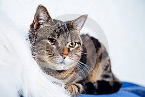 Housecat tabby lying on a white background