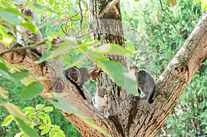 Housecats sitting on a tree on a sunny day