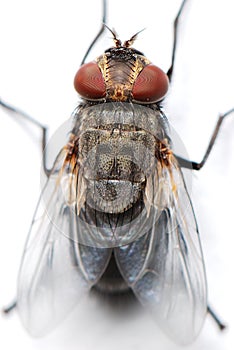 Housefly