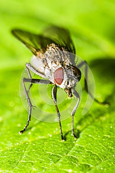 Housefly