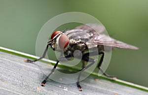 Housefly