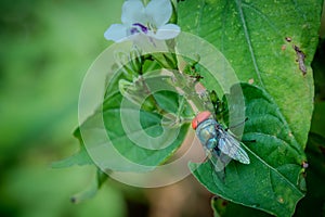 housefly or blue bottle fly that perched on leaves and tree trunks in a park