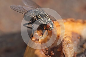 Housefly, close up macro shot of a fly
