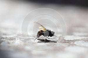 Housefly close up in sunlight