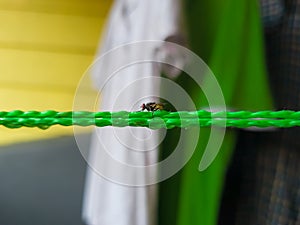 Housefly on a clothesline woth background blur side angle