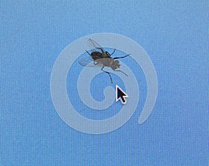 Housefly on computer screen.