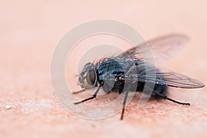 Housefly with crumbs on worksurface