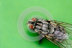 Housefly or domestic fly Musca domestica with two large compound eyes extreme macro close up photo