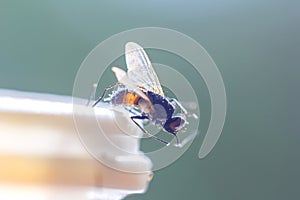 Housefly at edge of plastic bottle