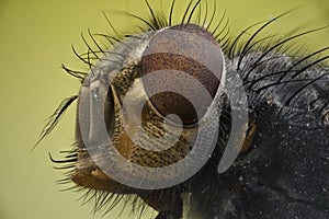Housefly in extreme macro photo