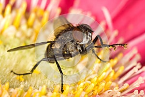 Housefly on flower