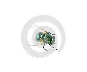 Housefly fly flies isolated on white background