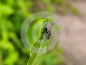 The housefly is a fly of the suborder Cyclorrhapha. It is believed to have evolved in the Cenozoic Era,in indian village