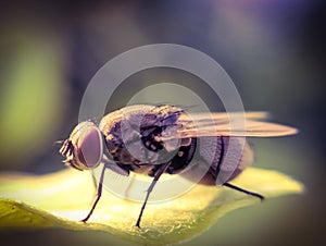 The housefly is a fly of the suborder Cyclorrhapha. It is believed to have evolved in the Cenozoic Era, in indian village