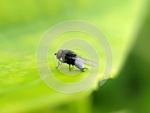 The housefly is a fly of the suborder Cyclorrhapha. It is believed to have evolved in the Cenozoic Era, possibly in the india photo