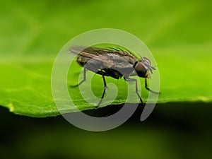 The housefly is a fly of the suborder Cyclorrhapha. It is believed to have evolved in the Cenozoic Era, possibly in the Middle