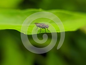 The housefly is a fly of the suborder Cyclorrhapha. It is believed to have evolved in the Cenozoic Era, possibly in the Middle