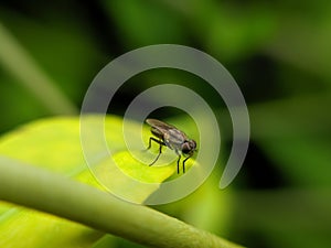 The housefly is a fly of the suborder Cyclorrhapha. It is believed to have evolved in the Cenozoic Era, possibly in the Middle