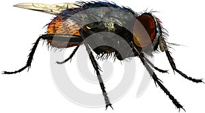 Housefly, House Fly, Inset, isolated, Bug, Pest