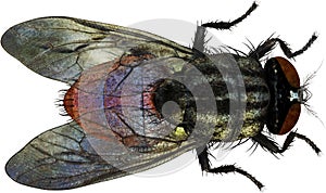 Housefly, House Fly, Inset, isolated, Bug, Pest