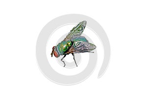 housefly isolated on white background