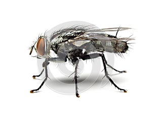 Housefly isolated on white background.