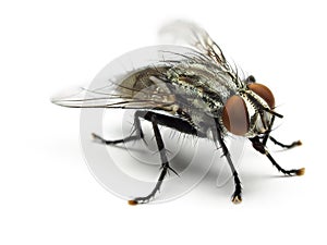 Housefly isolated on white background.