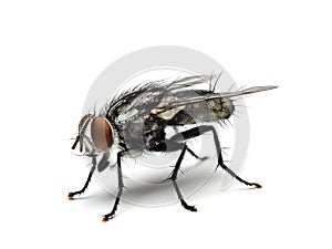 Housefly isolated on white background.