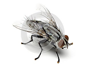 Housefly isolated on white background.