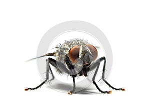 Housefly isolated on white background.