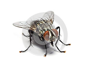 Housefly isolated on white background.