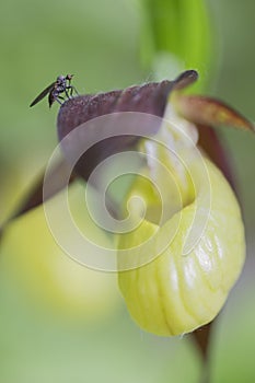 Housefly on a lady's slipper orchid