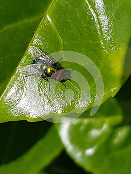 Housefly On A Laurel Leaf