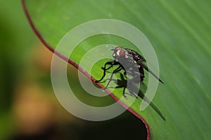 Housefly on leaf