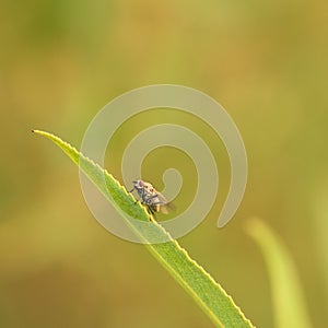 Housefly on a Leaf