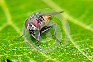 Housefly on leaf - macro photography of a housefly on a leaf