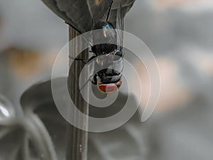 Housefly on leaves, black and white concept with red eyes