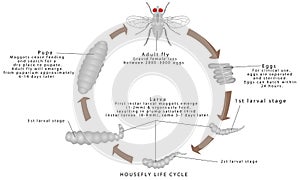 Housefly Life Cycle