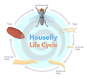 Housefly life cycle. Vinegar houseflies eggs transform to pupa and fly insect, house flies pest macro biology science