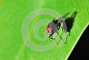 Housefly macro