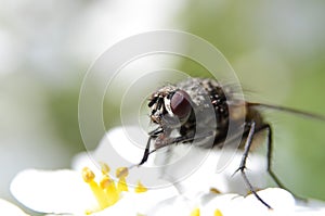 Housefly macro