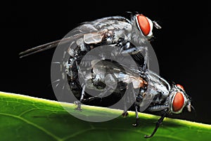 Housefly Mating