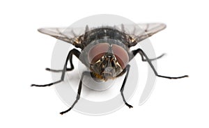 Housefly, Musca domestica photo