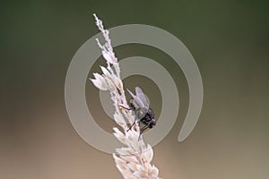 Housefly (Musca Domestica) photo