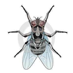 Housefly, Musca domestica