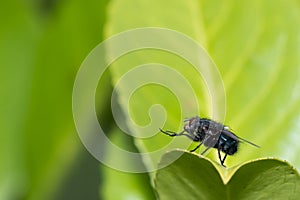 Housefly (Musca domestica) cleaning its feet