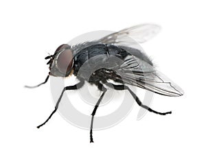 Housefly, Musca domestica, in front of white background photo